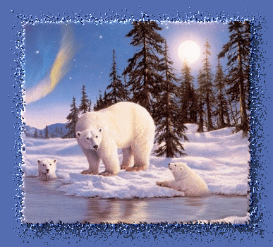 Eisbaren bilder