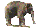 Elefanten bilder