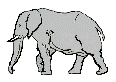Elefanten bilder