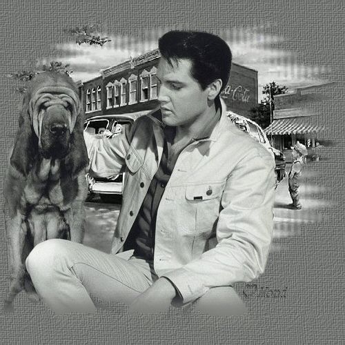 Elvis bilder