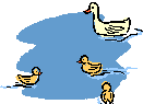 Enten bilder