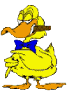 Enten bilder