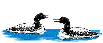 Enten bilder