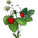 Erdbeeren