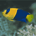 Fischen bilder