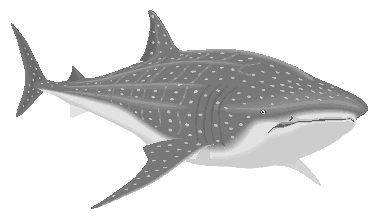 Fischen bilder