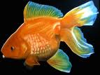 Fischen bilder