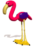 Flamingos bilder