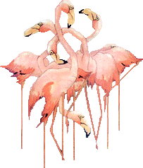 Flamingos