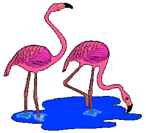 Flamingos