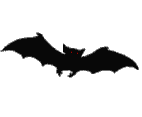Fledermaus bilder