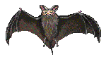 Fledermaus