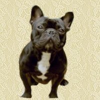 Franzosische bulldogge bilder