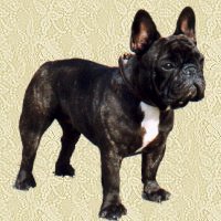 Franzosische bulldogge