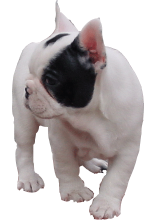 Franzosische bulldogge bilder