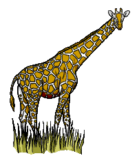 Giraffen bilder