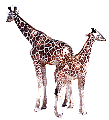 Giraffen