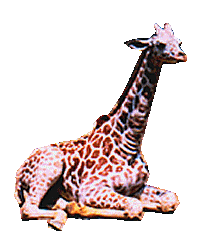 Giraffen