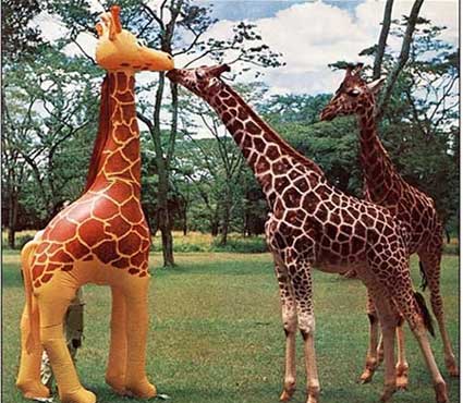 Giraffen bilder