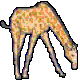 Giraffen bilder