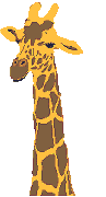 Giraffen bilder
