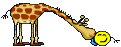 Giraffen bilder