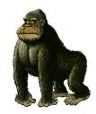 Gorilla bilder
