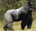 Gorilla bilder