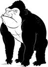 Gorilla bilder