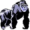 Gorilla bilder