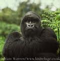 Gorilla bilder