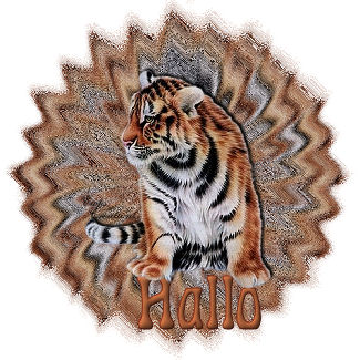 Hallo2 bilder