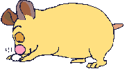 Hamstern bilder