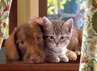 Hunde katzen bilder