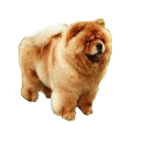 Hunde bilder