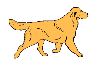 Hunde bilder