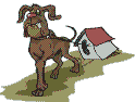 Hunde bilder