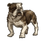 Hunde bilder