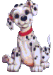 Hunde bilder