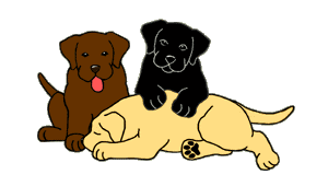 Hunde bilder