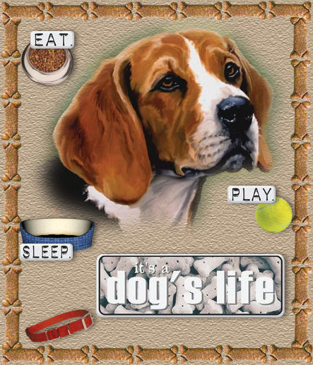 Hunde bilder