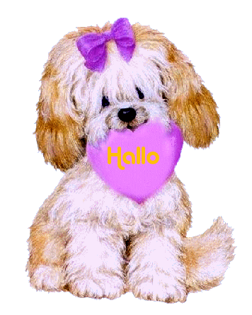 Hunde bilder