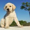 Hunde bilder