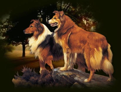 Hunde bilder