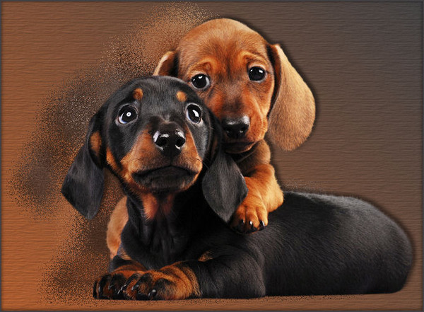 Hunde bilder