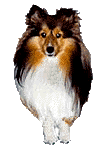 Hunde bilder