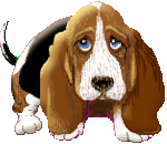 Hunde bilder