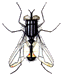 Insekten bilder