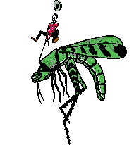Insekten bilder