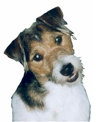 Jack russel